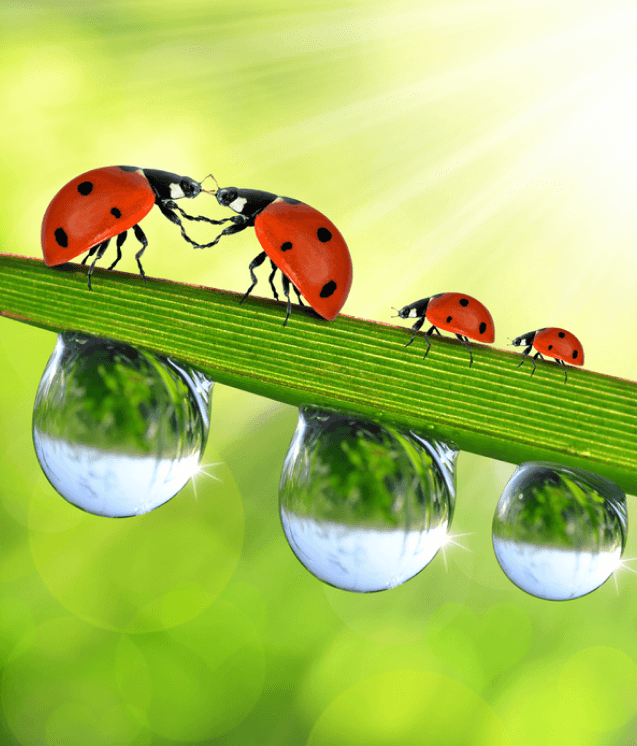 CYTOLIFE Agritech
